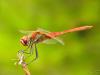 37412 – Photo : Denys Liger – France (11)