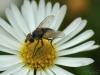 37059 – Photo : Denys Liger – France (27)