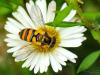 37100 – Photo : Denys Liger – France (27)
