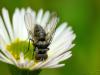 37049 – Photo : Denys Liger – France (27)
