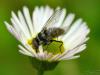 37051 – Photo : Denys Liger – France (27)