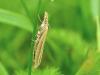 37097 – Photo : Denys Liger – France (27)