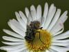 37053 – Photo : Denys Liger – France (27)