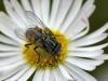 37052 – Photo : Denys Liger – France (27)