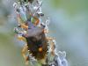 37996 – Photo : Denys Liger – France (27)