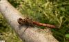 Sympetrum vulgatum