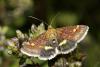 37361 – Photo : Carlos Ordonez – Suisse