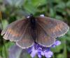 37196 – Photo : Pelouard – France (74)