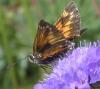37276 – Photo : Pelouard – France (74)