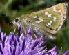 37290 – Photo : Pelouard – France (74)