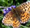 37353 – Photo : Pelouard – France (74)