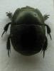 Pactolinus major
