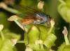 37335 – Photo : Jean Luc Kerveadou – France (29)