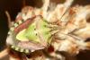 37677 – Photo : Vincent Derreumaux – France (84)