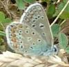 37799 – Photo : David Guedon – France (76)