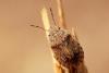 37616 – Photo : basc – France (20)