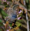 37438 – Photo : FATON Jean-Michel – France (66)