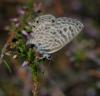 37437 – Photo : FATON Jean-Michel – France (66)