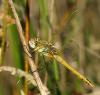 37888 – Photo : Benoit Guillon – France (49)