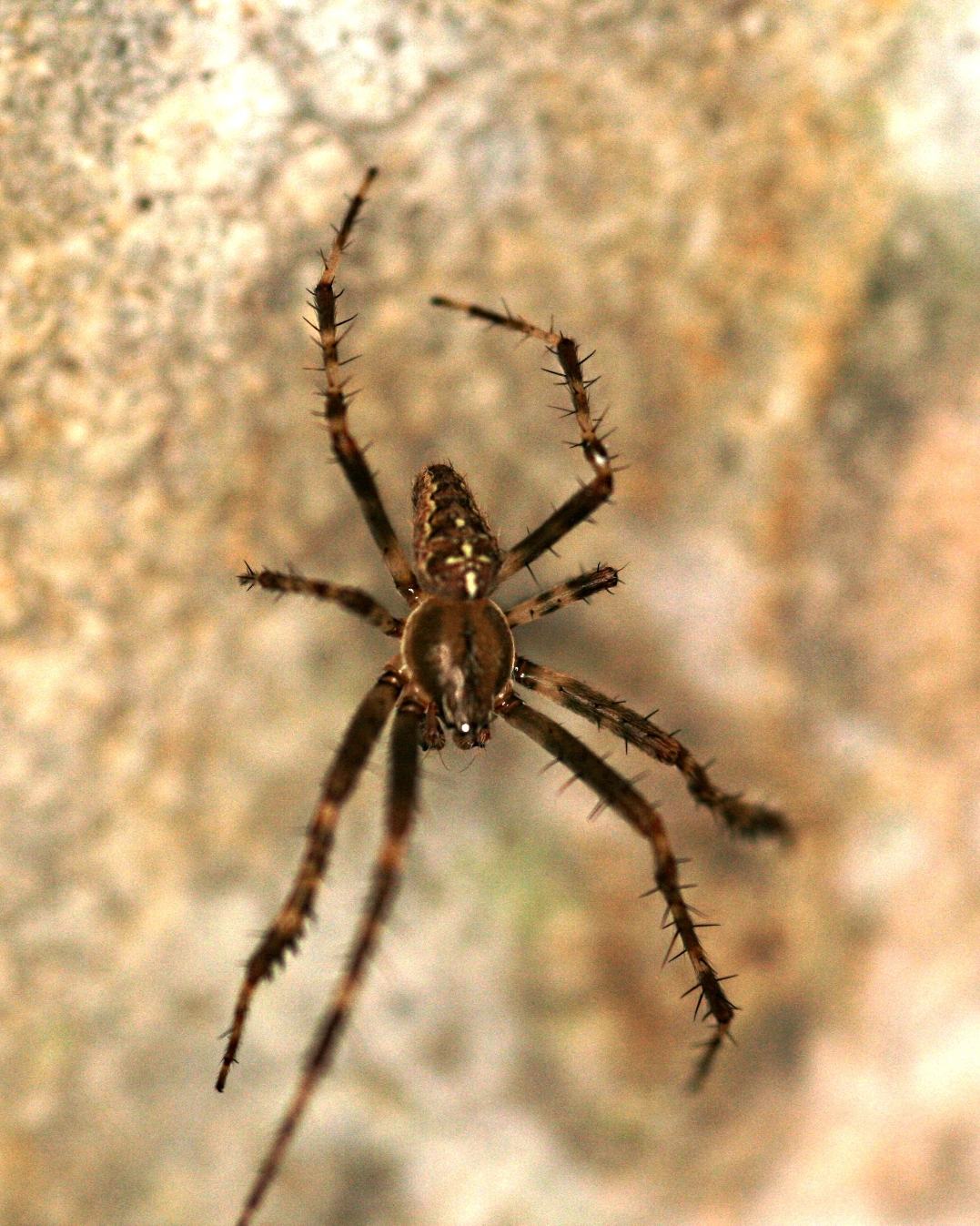 Nicolas Paris - Araneus diadematus - réf. 37507 (1077 x 1347 pixels, 217 ko)