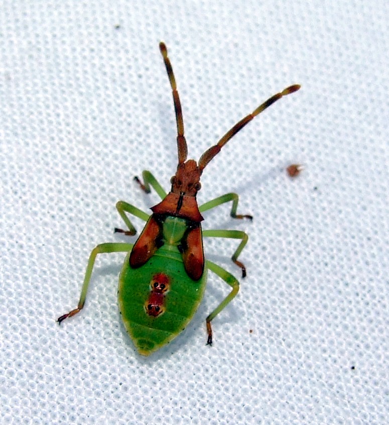 Magalie Mazuy - Gonocerus juniperi - réf. 37349 (775 x 846 pixels, 170 ko)