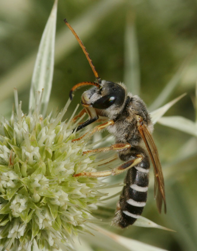 Pietro Niolu - Halictus (Halictus) quadricinctus - réf. 37733 (668 x 850 pixels, 125 ko)
