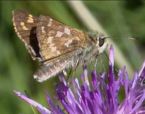 Pelouard - Hesperia comma - réf. 37275 (489 x 386 pixels, 56 ko)