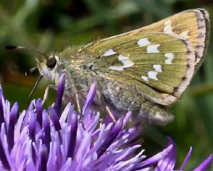 Pelouard - Hesperia comma - réf. 37290 (300 x 241 pixels, 22 ko)