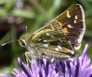 Pelouard - Hesperia comma - réf. 37291 (300 x 252 pixels, 22 ko)