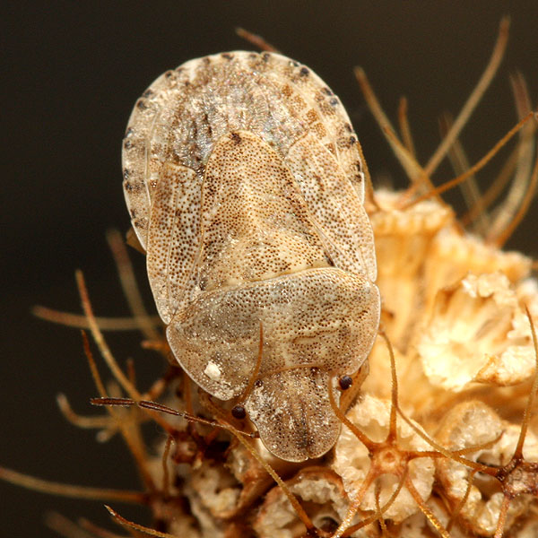 Vincent Derreumaux - Sciocoris (Aposciocoris) macrocephalus - réf. 37681 (600 x 600 pixels, 121 ko)