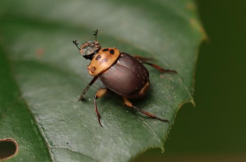 Canthon triangularis