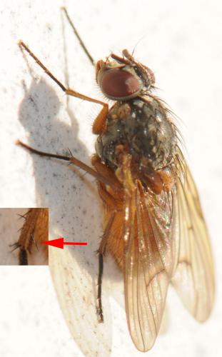 Réf. 38 947 : Phaonia bitincta