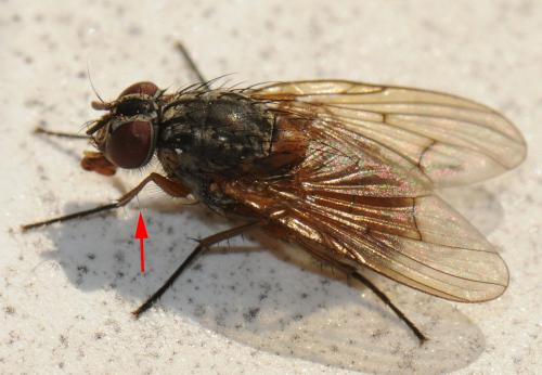 Réf. 38 934 : Phaonia bitincta