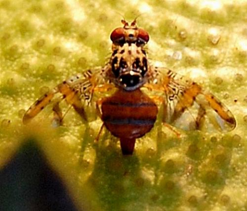 Réf. 38 806 : Ceratitis capitata