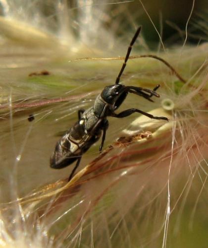 Réf. 38 291 : Paromius gracilis