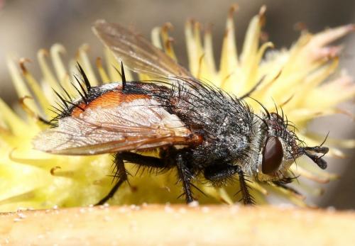 Réf. 38 198 : Peleteria rubescens