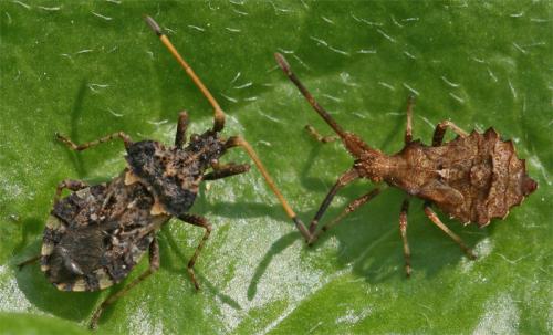 Réf. 38 743 : Syromastus rhombeus