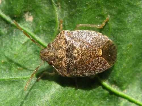Dryadocoris apicalis