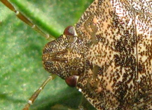 Dryadocoris apicalis