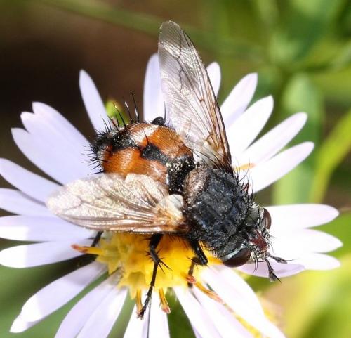 Réf. 38 199 : Peleteria rubescens