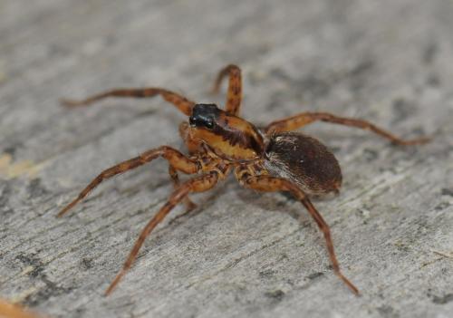 Pardosa nigriceps