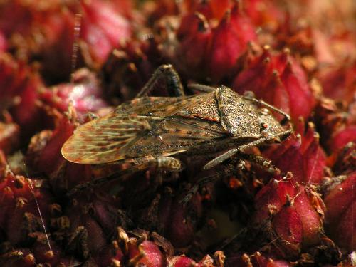 Réf. 38 607 : Stictopleurus punctatonervosus