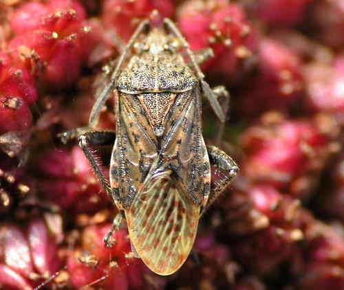 Stictopleurus punctatonervosus