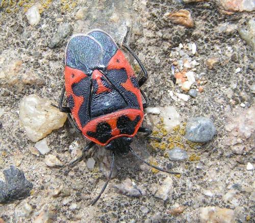 Réf. 38 665 : Eurydema spectabilis