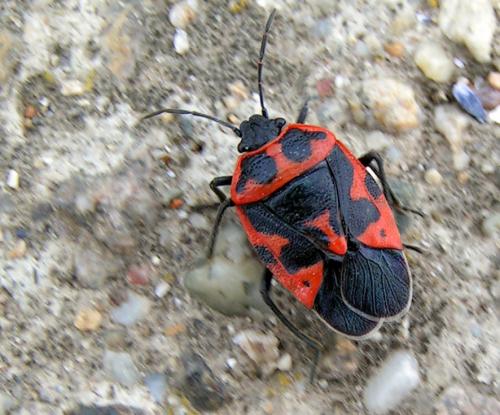 Réf. 38 664 : Eurydema spectabilis