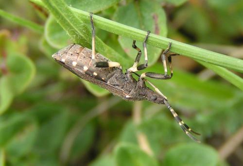 Dicranocephalus medius