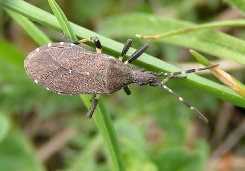 Dicranocephalus medius