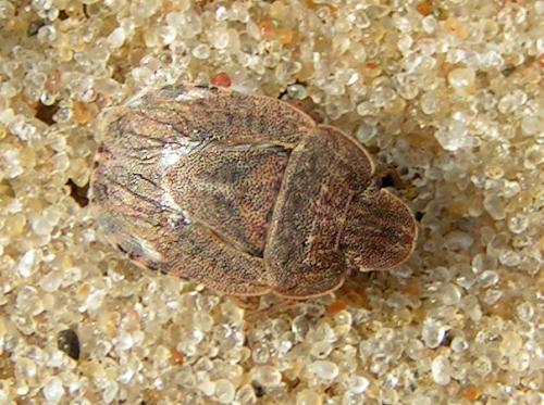 Sciocoris macrocephalus