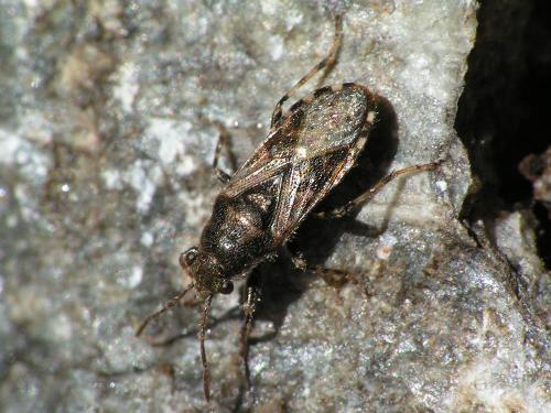 Heterogaster urticae
