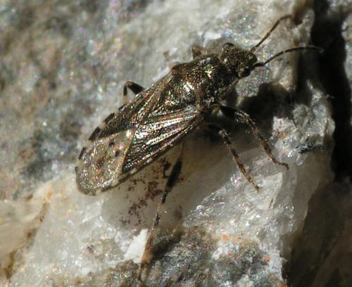 Heterogaster urticae